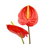 red colour anthurium flower